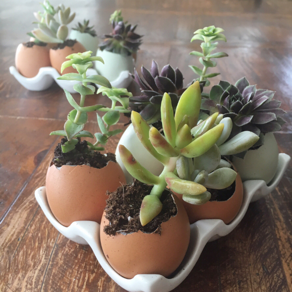 eggs succulents10