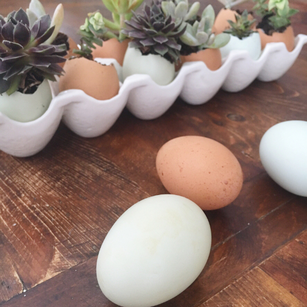 eggs succulents12