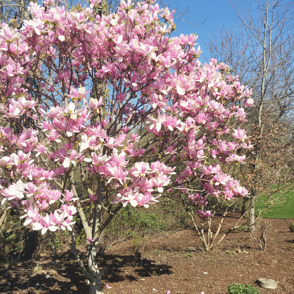 floral branches2