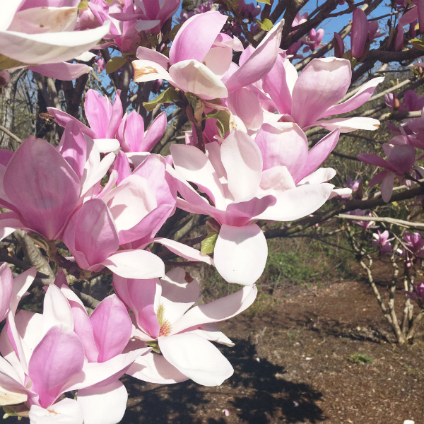 floral branches4